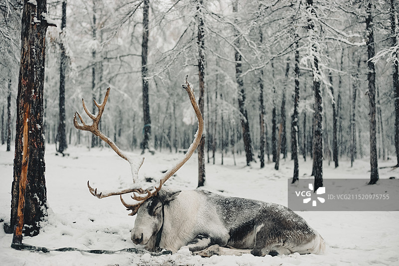 敖鲁古雅雪中的驯鹿图片素材
