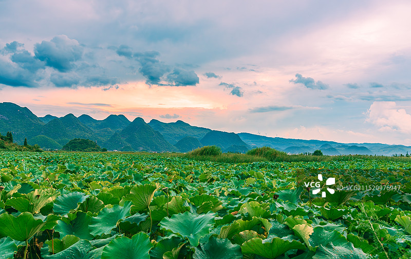 粉色天空下的云南省普者黑天鹅湖万亩荷塘与喀斯特图片素材