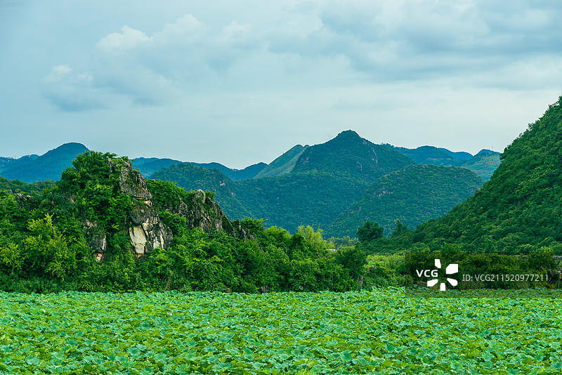 普者黑景区的喀斯特山脉下万亩荷塘图片素材