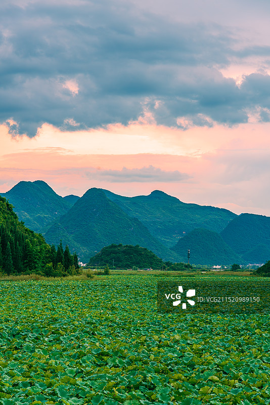 美丽晚霞下的云南省文山州丘北县普者黑-5A风景区-天鹅湖图片素材