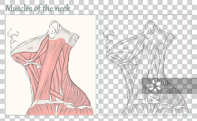 颈部肌肉解剖结构图片素材