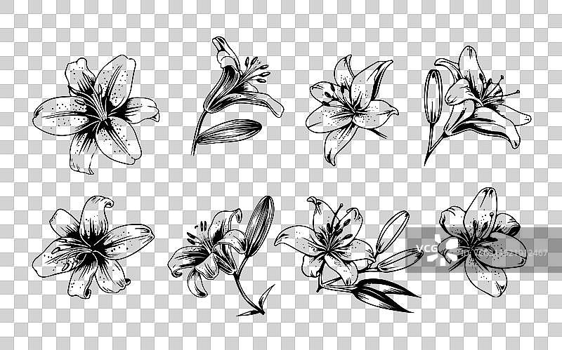 手绘涂鸦风格的百合花素材图片素材