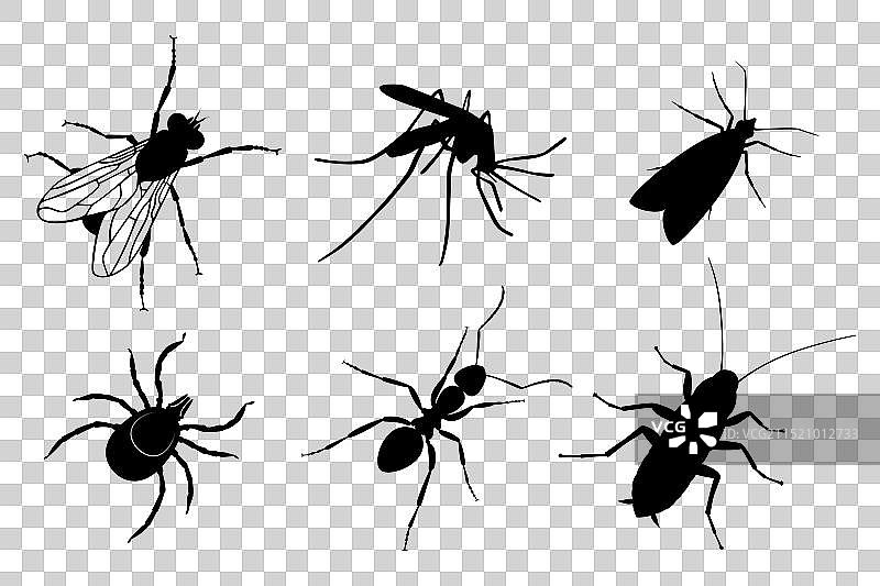 昆虫集合图片素材