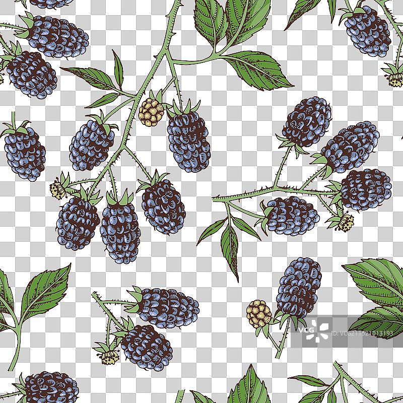 黑莓枝条无缝图案图片素材