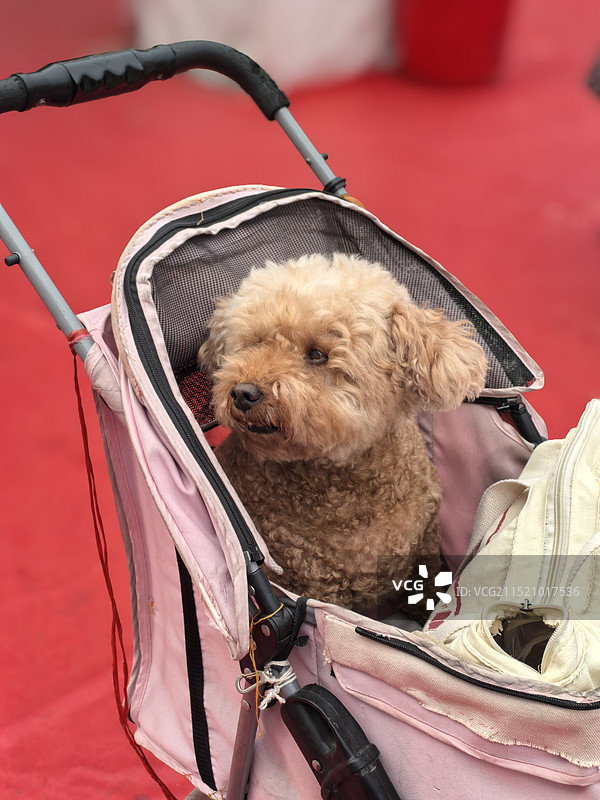 一只贵宾犬乖乖的坐在粉色小推车里图片素材