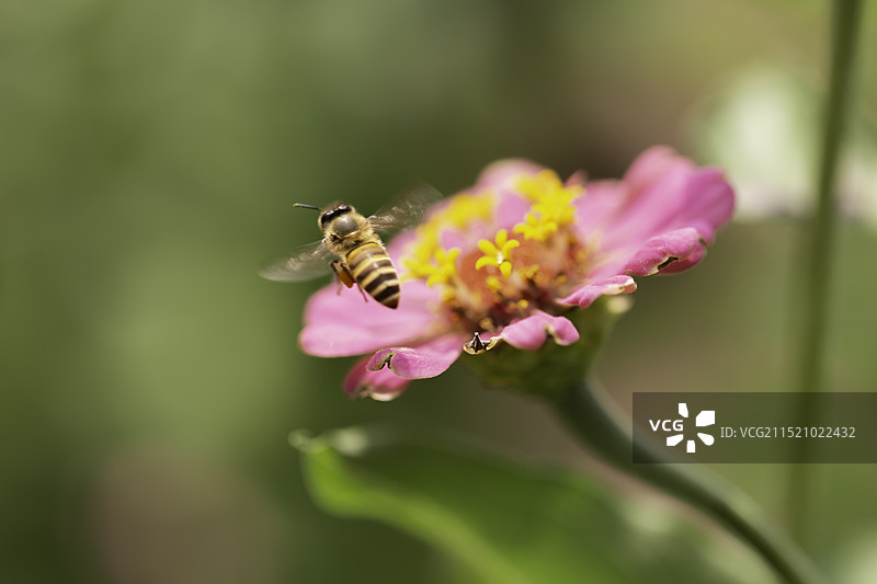 蜜蜂飞舞--百日菊图片素材