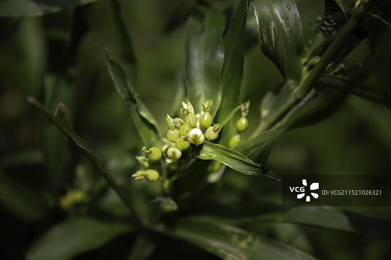 薏苡--中草药图片素材