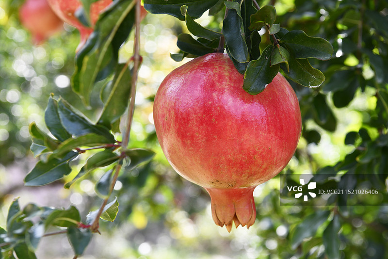 山东枣庄峄城区万亩石榴园硕果累累满枝头图片素材
