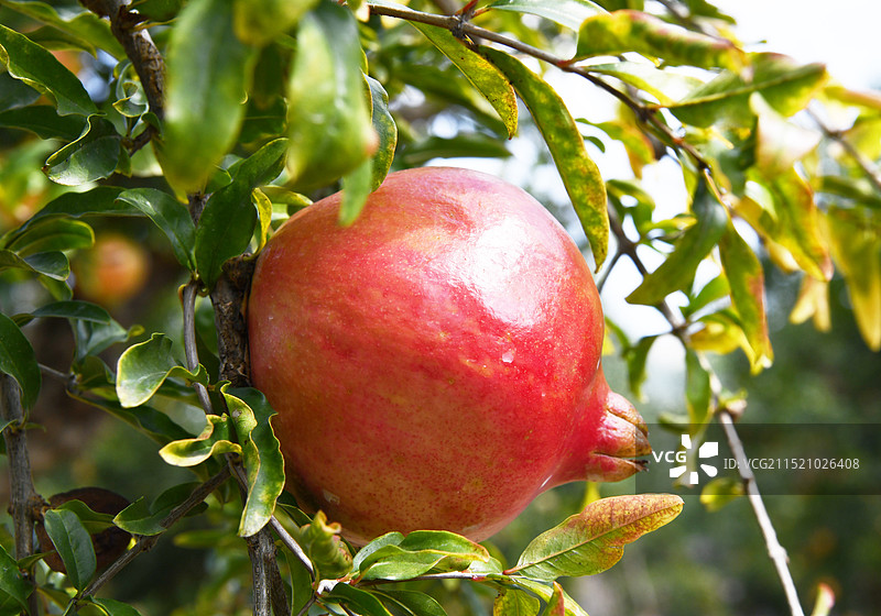 山东枣庄峄城区万亩石榴园硕果累累满枝头图片素材