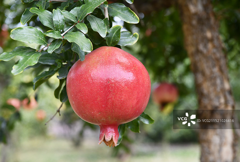 山东枣庄峄城区万亩石榴园硕果累累满枝头图片素材