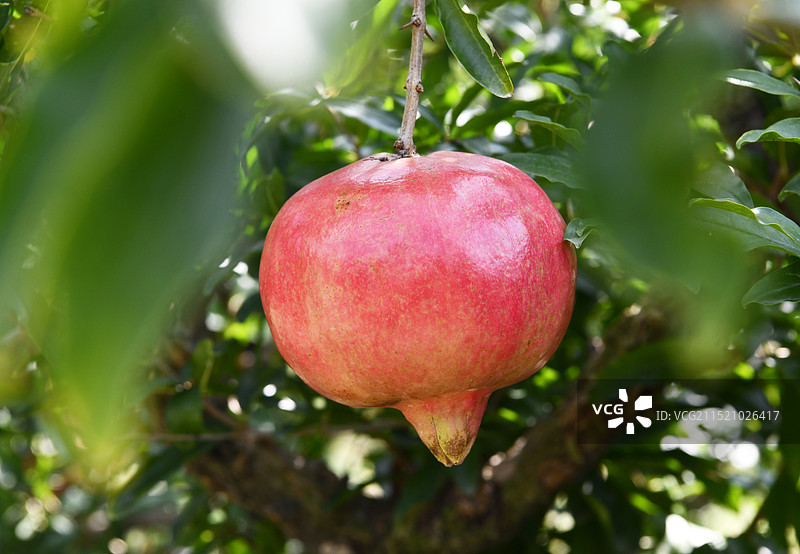 山东枣庄峄城区万亩石榴园硕果累累满枝头图片素材