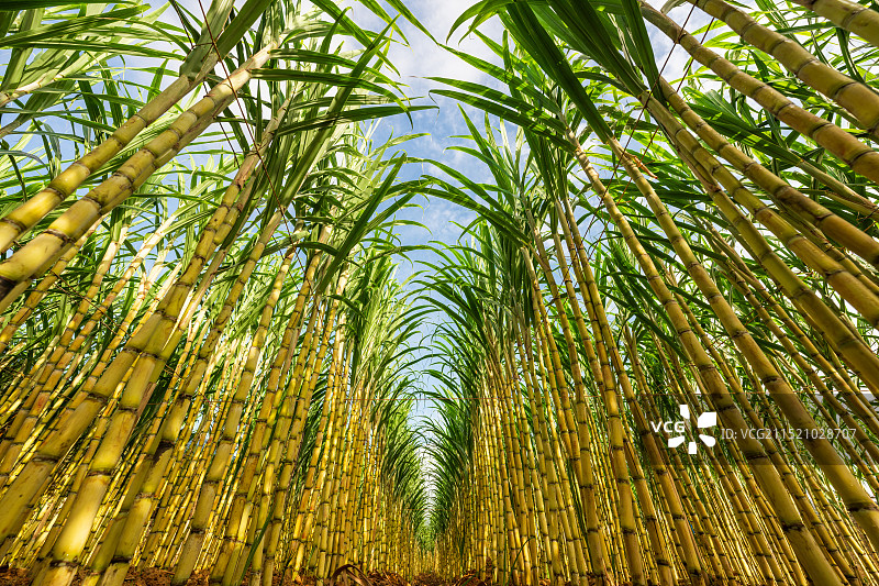 水果甘蔗图片素材