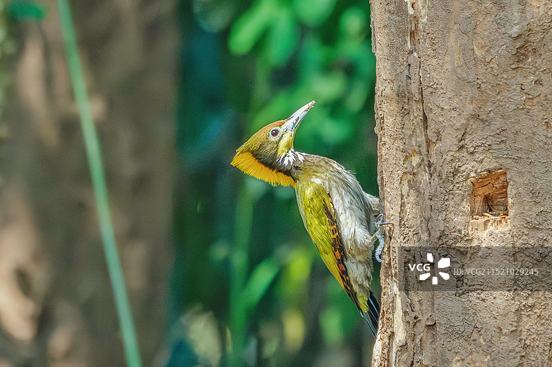 大黄冠啄木鸟图片素材