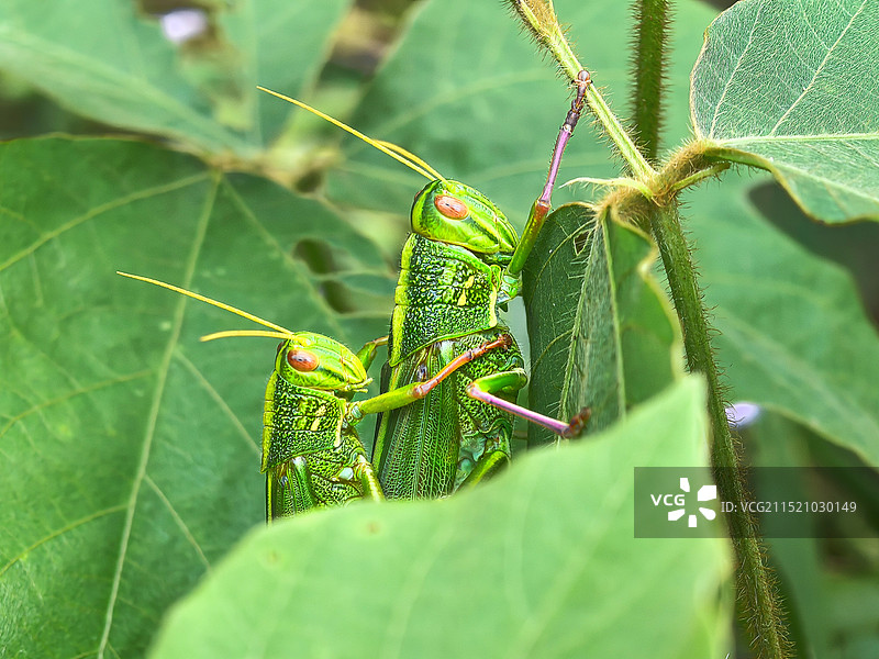 叶上两只蚂蚱特写镜头图片素材