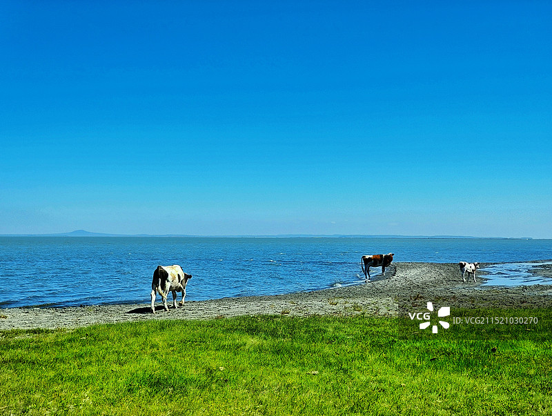 达里湖边奶牛图片素材