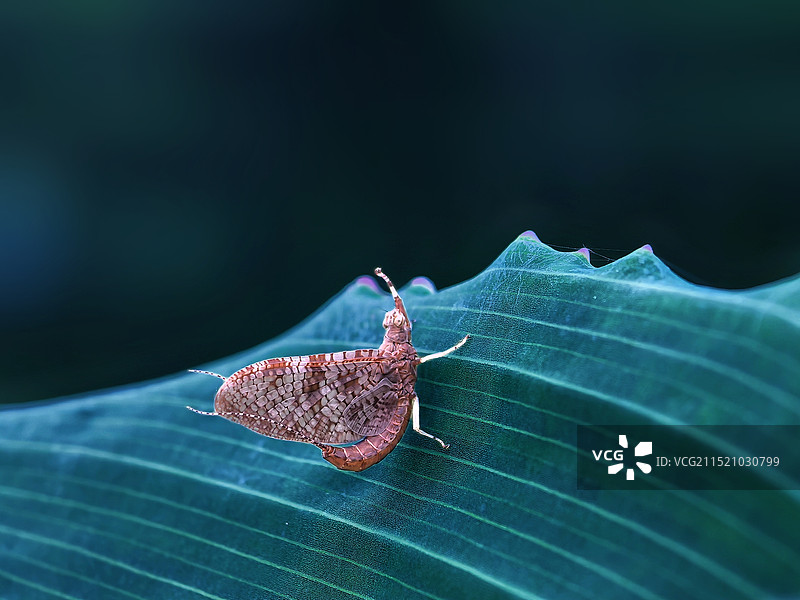 叶上蜉蝣特写镜头图片素材