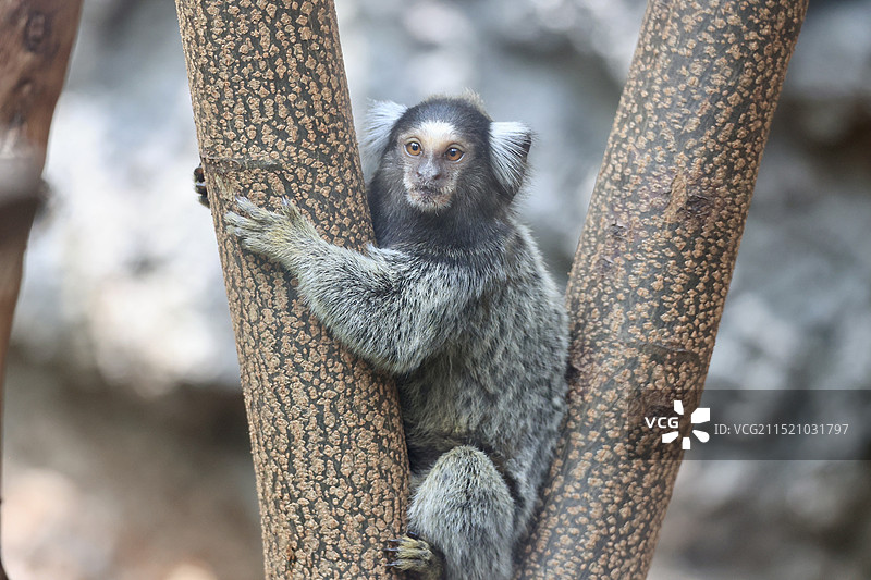 树干上的小猴子，普通绒图片素材
