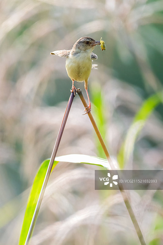 小精灵  纯色山鹪莺图片素材