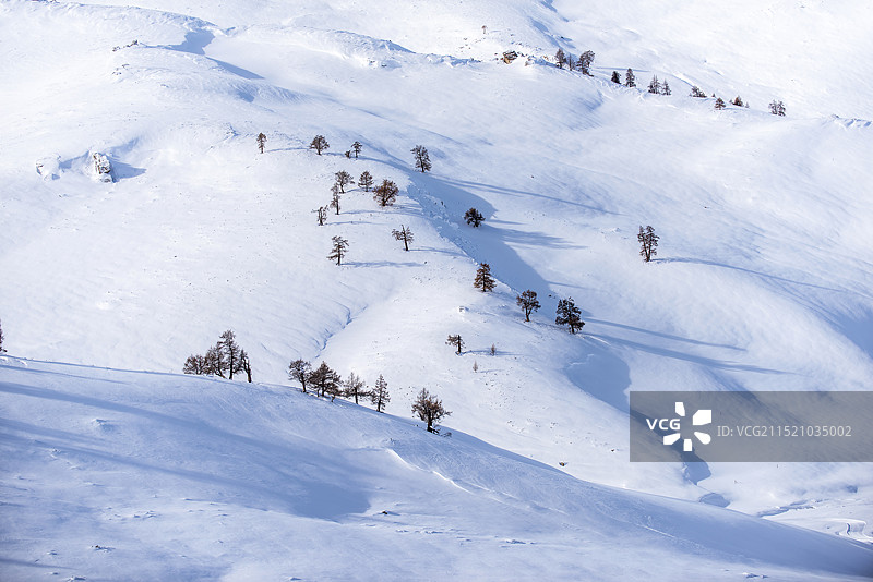 冬天的阿勒泰-雪地与冷杉树林图片素材