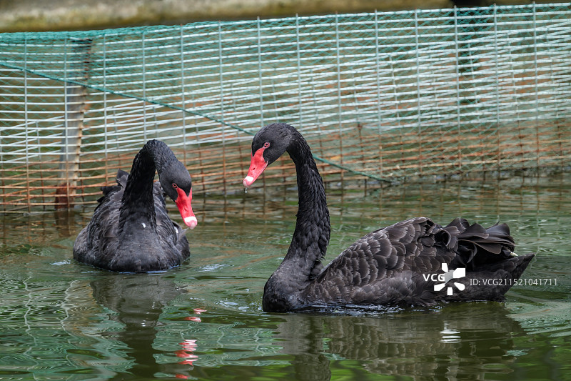 合肥4A合肥野生动物园 -天鹅图片素材