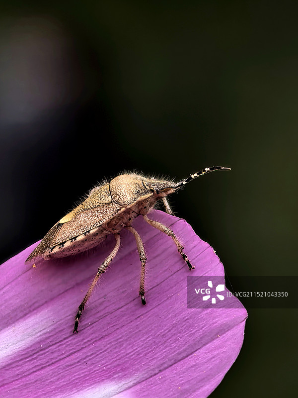 臭蝽   乘坐花瓣去旅行图片素材