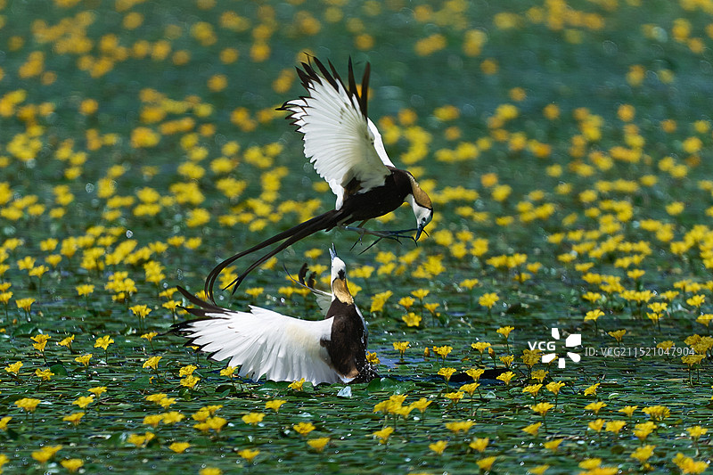 水雉&白鹭&月亮图片素材