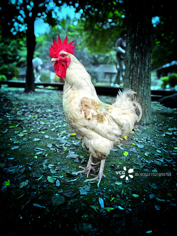 公鸡在草地上的特写镜头图片素材