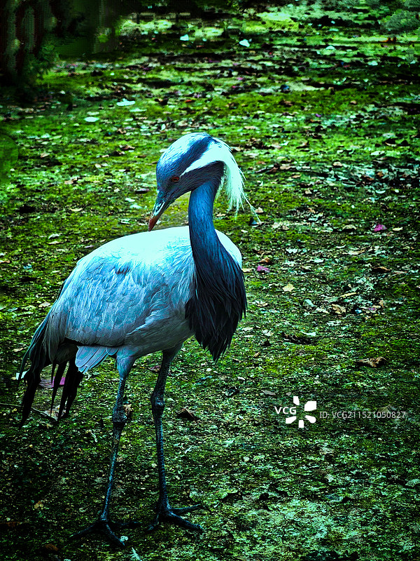 蓑羽鹤在田野上栖息的特写镜头图片素材