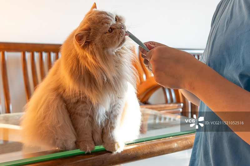 宠物主人在室内的客厅里，喂养猫咪吃零食猫粮图片素材