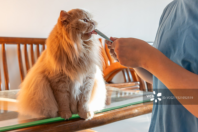 宠物主人在室内的客厅里，喂养猫咪吃零食猫粮图片素材
