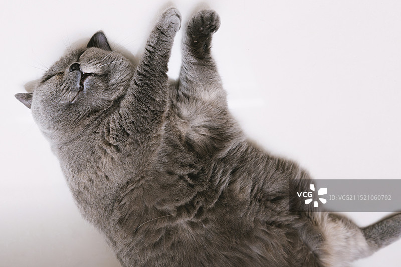 英国短毛猫躺在地上睡觉，睡姿跟人一样很可爱图片素材