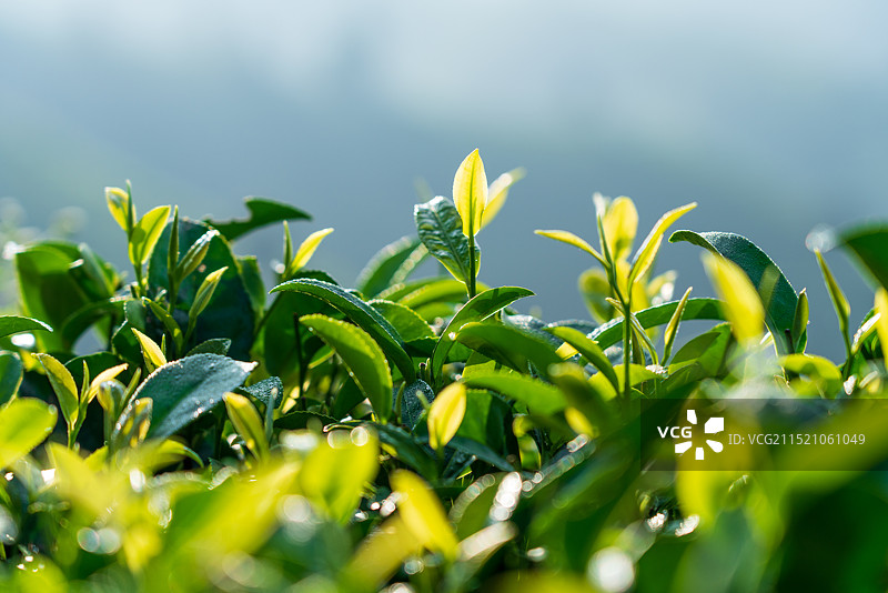 茶园茶叶嫩芽图片素材