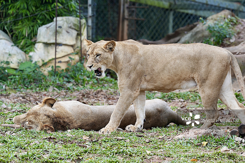 海口海南热带野生动植物园图片素材