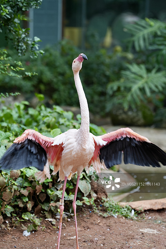 海口海南热带野生动植物园图片素材
