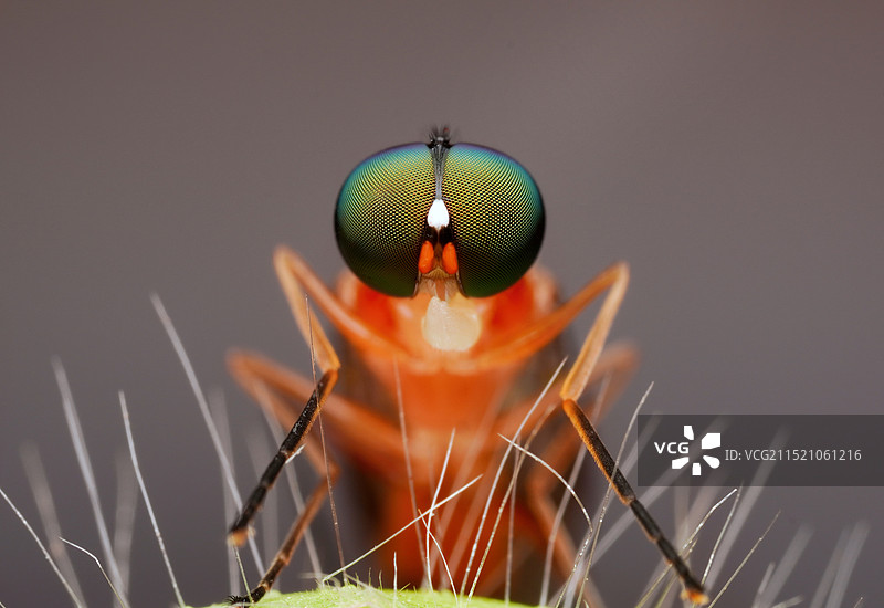 美复眼图片素材