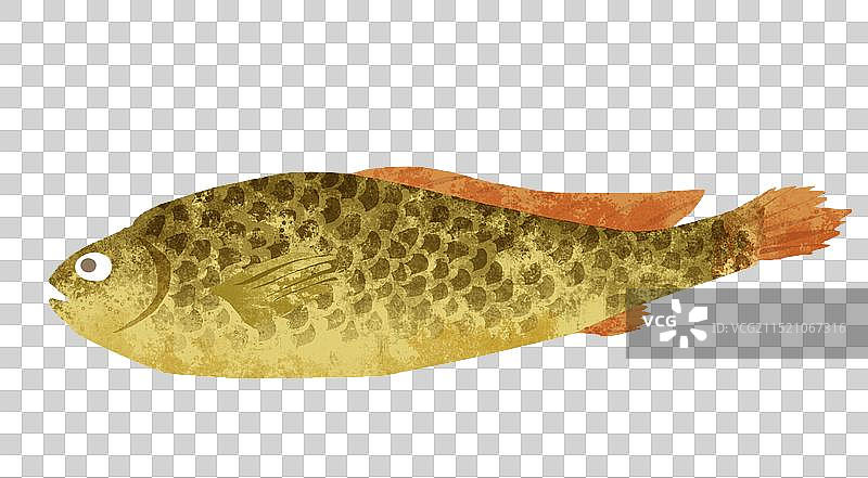 连云港特产赣榆大黄鱼插画元素图片素材