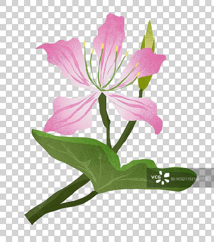 湛江市花紫荆花插画元素图片素材