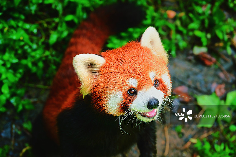 杭州少儿公园的小熊猫图片素材