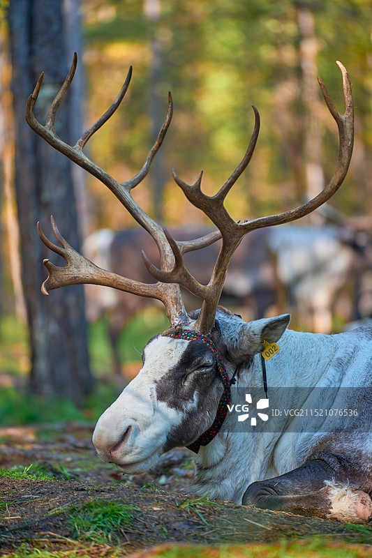 呼伦贝尔敖鲁古雅使鹿部落图片素材