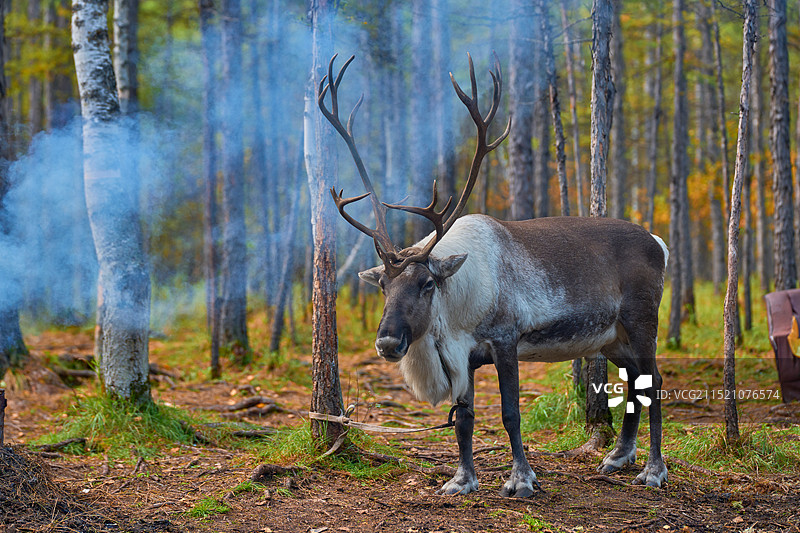 呼伦贝尔敖鲁古雅使鹿部落图片素材