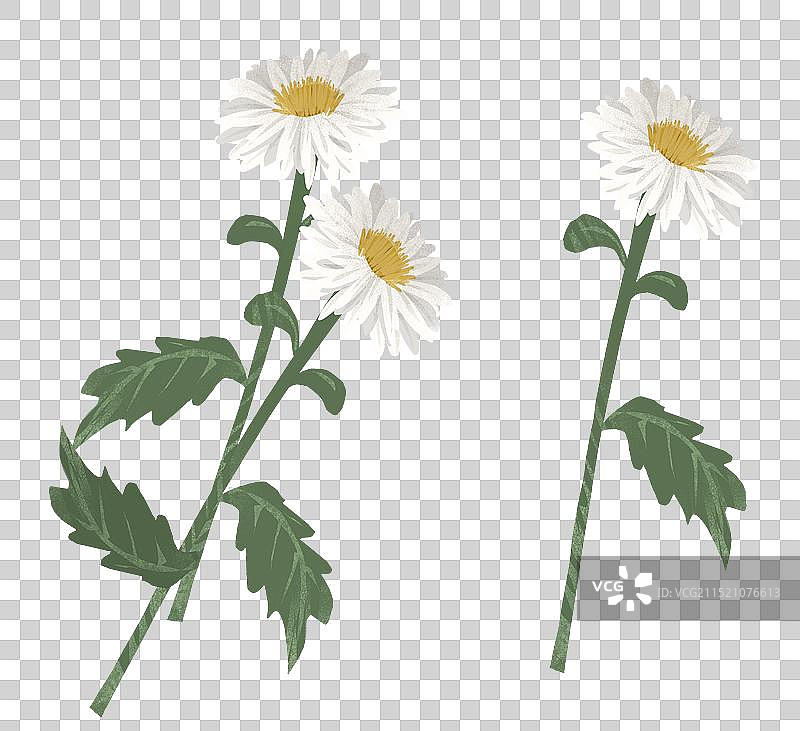 滁州市花滁菊插画元素图片素材