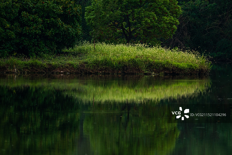 苏州湿地公园的树木和湖泊图片素材