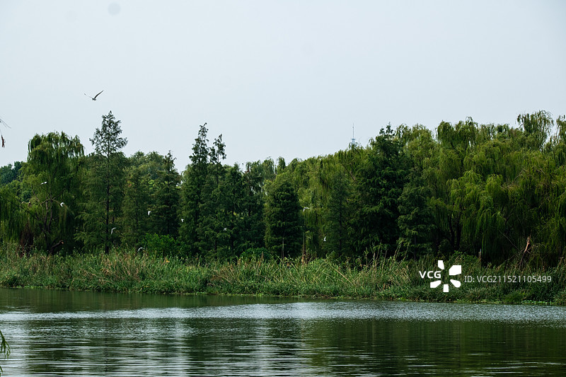 苏州湿地公园的湖泊和白鹭图片素材