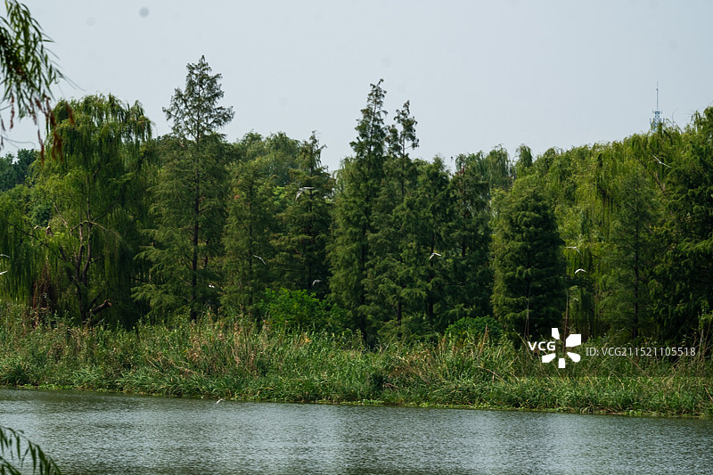 苏州湿地公园的湖泊和白鹭图片素材