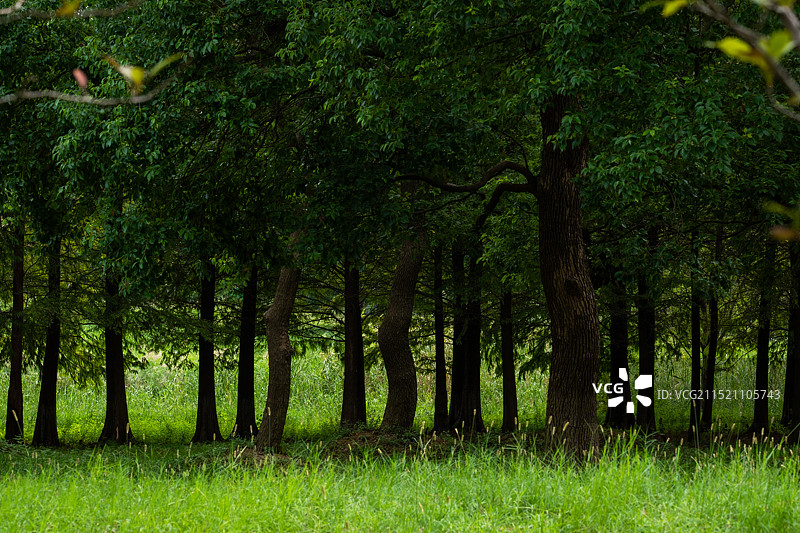 苏州湿地公园的树木图片素材