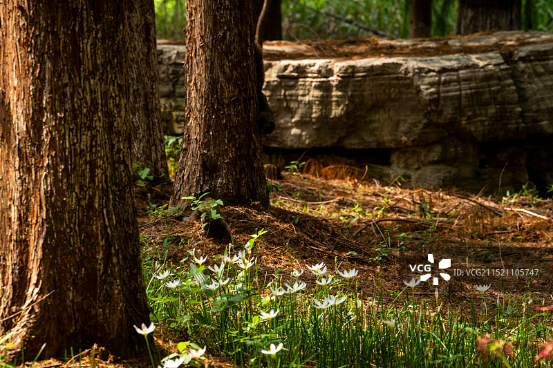 苏州湿地公园的树木图片素材