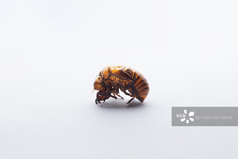 野生整只蝉蜕中药材，金蝉衣金蝉壳中草药，蝉皮蝉衣知了皮知了壳，中药静物特写图片素材