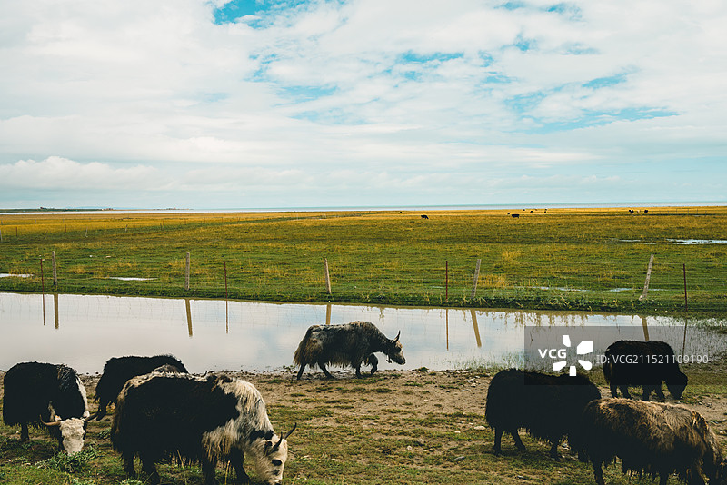 青海湖沿途风光图片素材