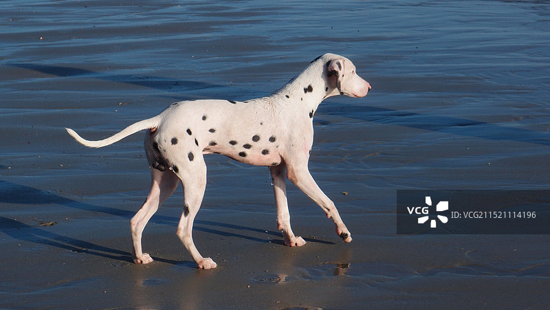 海边的一只斑点狗图片素材