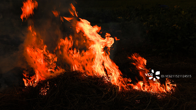 火凤凰图片素材